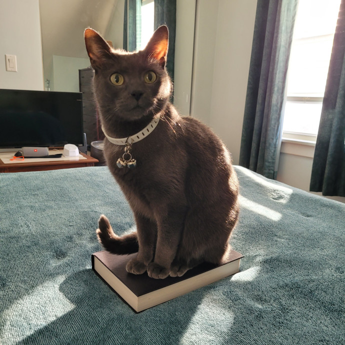 A Purrfect Cat Sitter-With Suzanne