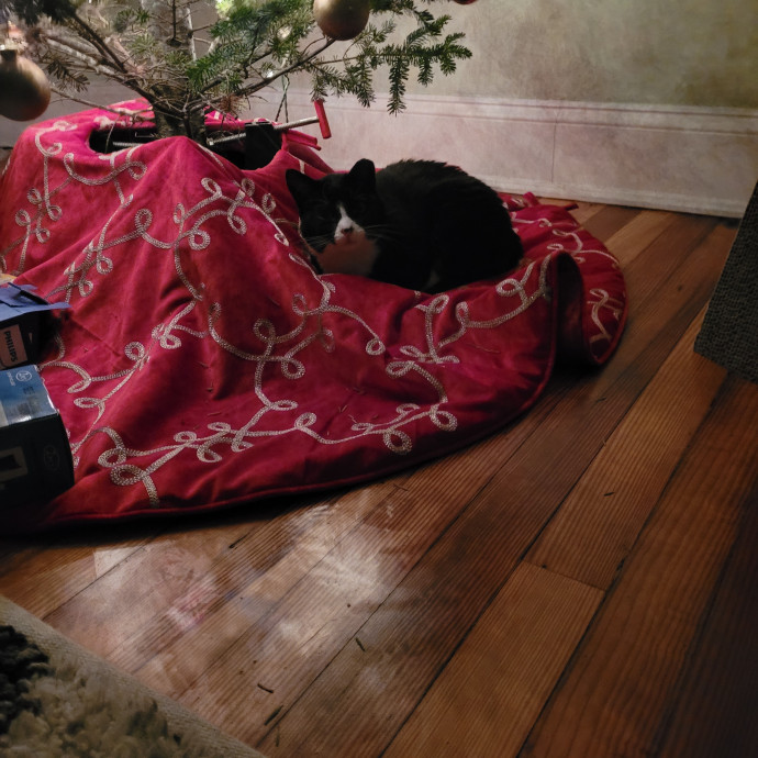 A Purrfect Cat Sitter-With Suzanne