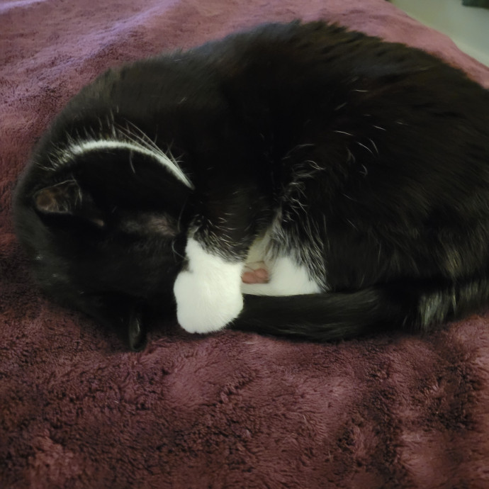 A Purrfect Cat Sitter-With Suzanne