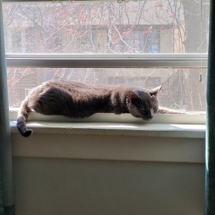 A Purrfect Cat Sitter-With Suzanne photo 3