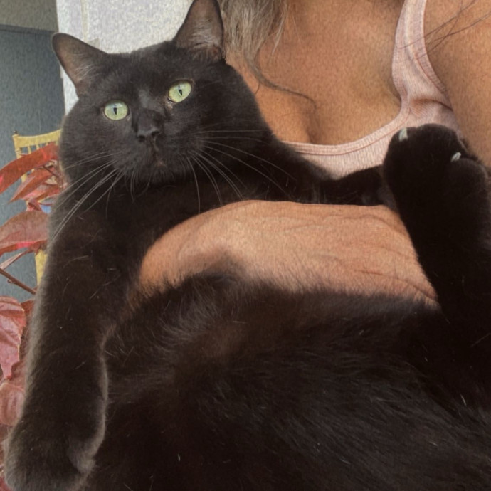 Am A True Cat Lover With Years Of Experi