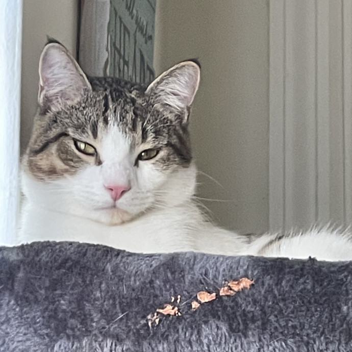 Am A True Cat Lover With Years Of Experi