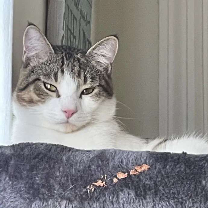 Am A True Cat Lover With Years Of Experi