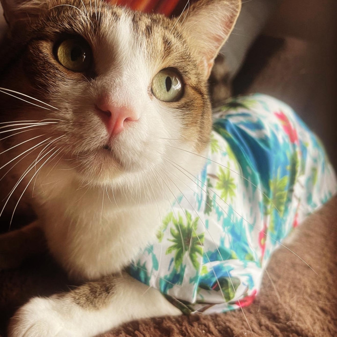 Am A True Cat Lover With Years Of Experi