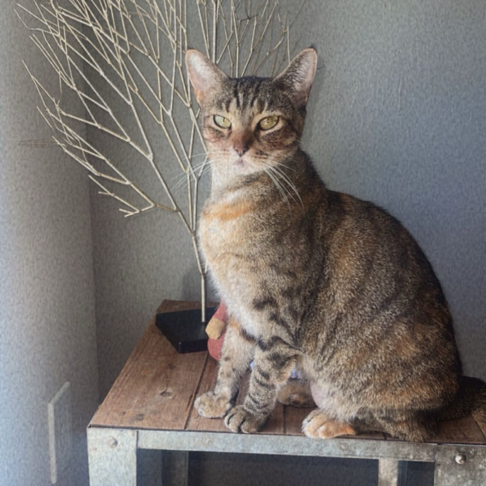 Am A True Cat Lover With Years Of Experi