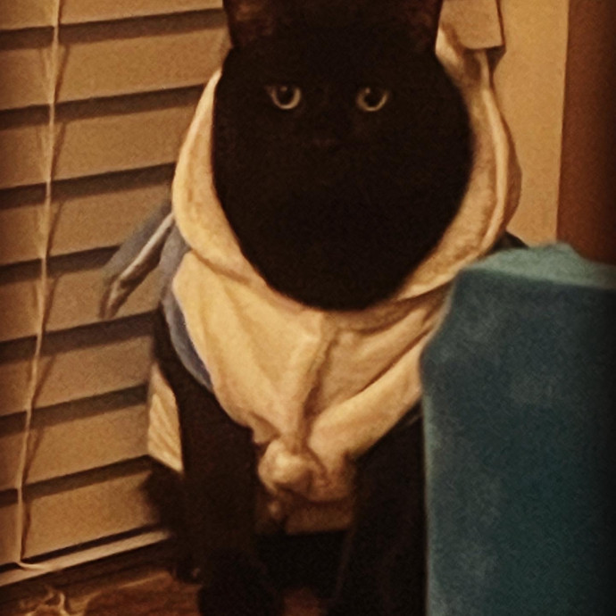 Am A True Cat Lover With Years Of Experi photo 3