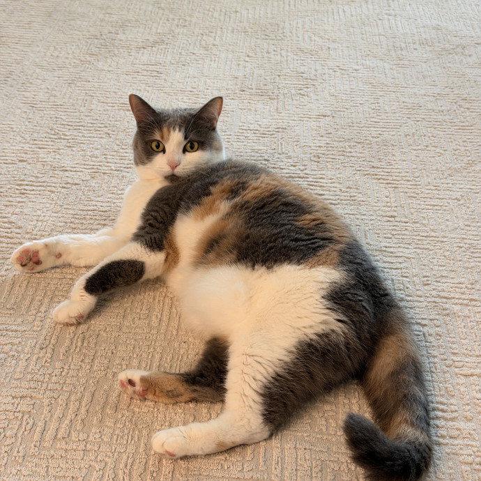 Patient  Caring Cat Sitter In Mckinney photo 3