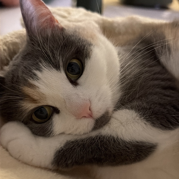 Patient  Caring Cat Sitter In Mckinney photo 2