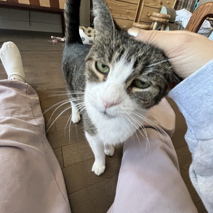 Brooklyn-Based Cat Sitter