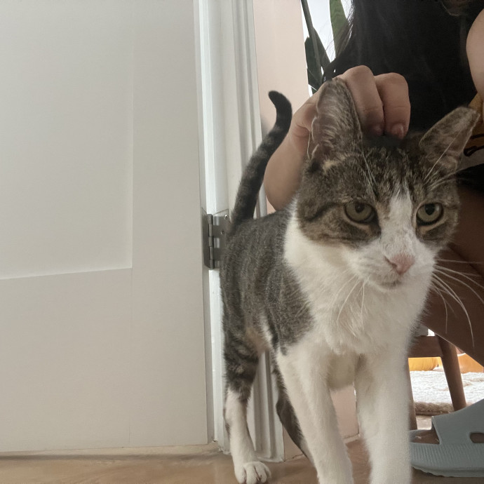 Brooklyn-Based Cat Sitter