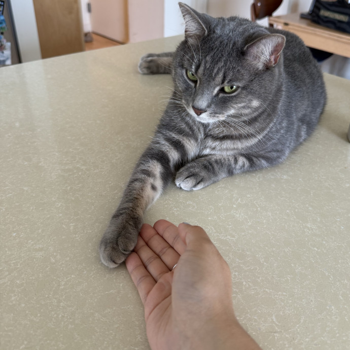 Brooklyn-Based Cat Sitter