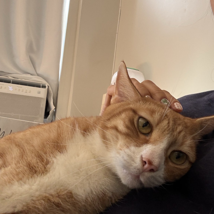 Brooklyn-Based Cat Sitter photo 3