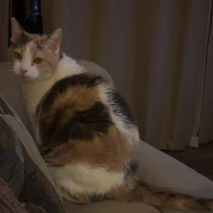 Calm Loving Cat Lover
