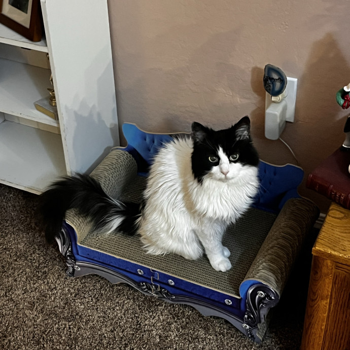 Calm Loving Cat Lover