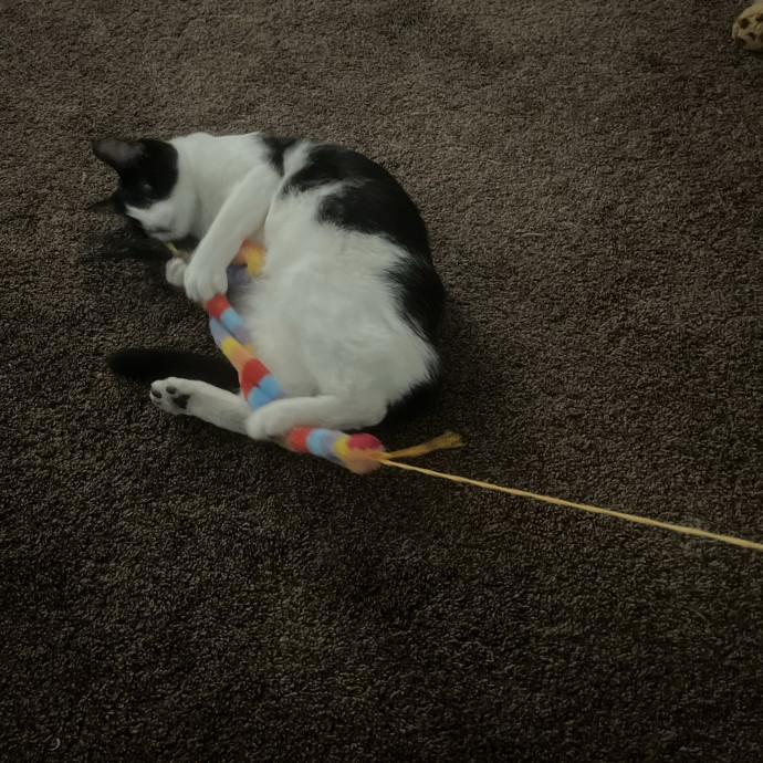 Calm Loving Cat Lover