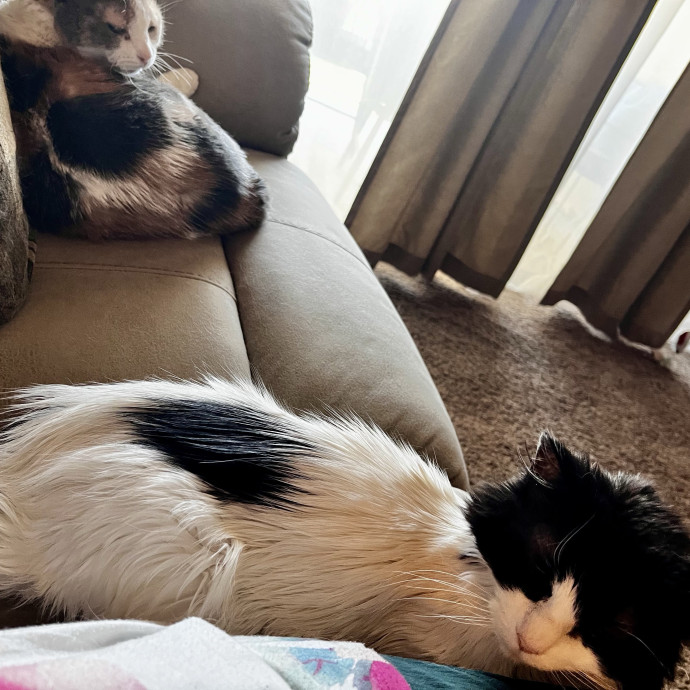 Calm Loving Cat Lover