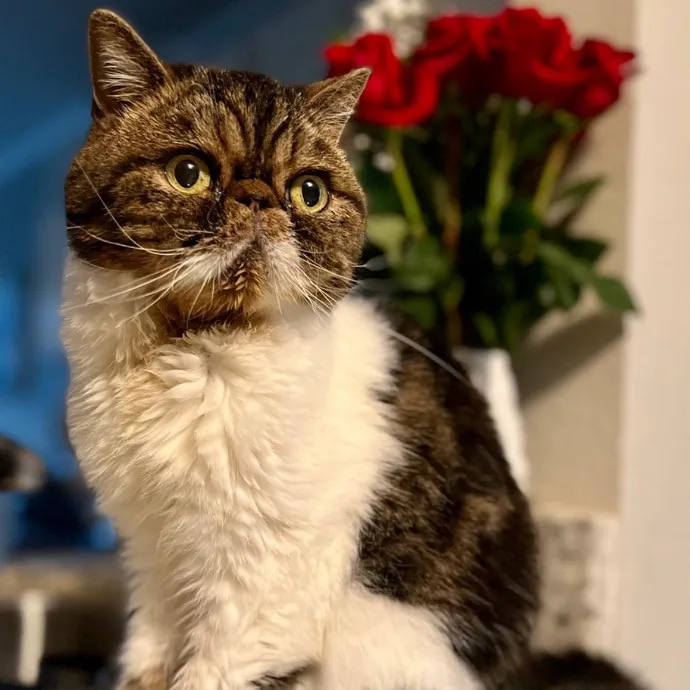 Nyliam's Purrfect Sitting