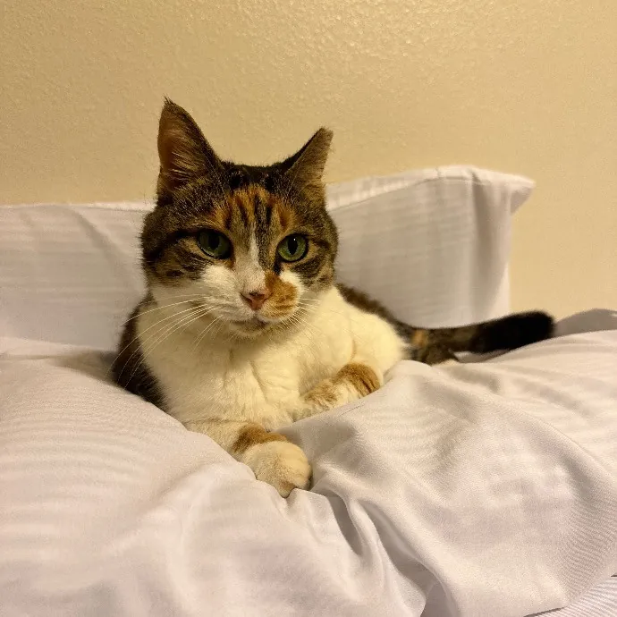 Nyliam's Purrfect Sitting photo 4