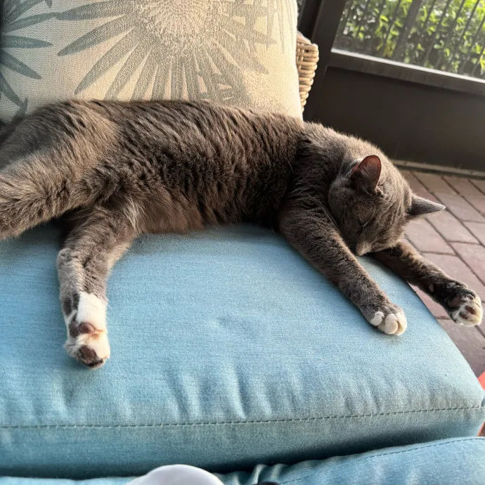 Nyliam's Purrfect Sitting photo 3
