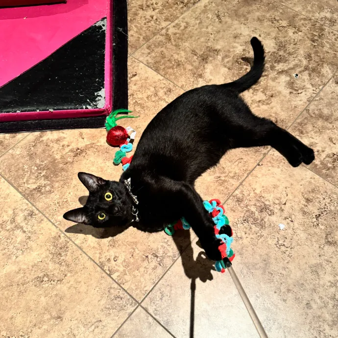 Nyliam's Purrfect Sitting photo 2