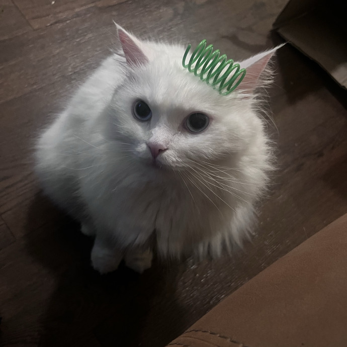 Anita's Kitty City photo 2