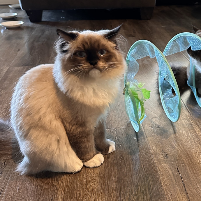 In My Cat Mom Era