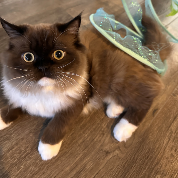 In My Cat Mom Era