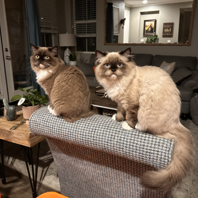 In My Cat Mom Era