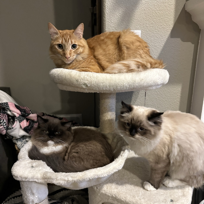 In My Cat Mom Era