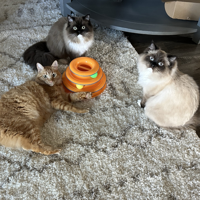 In My Cat Mom Era photo 3