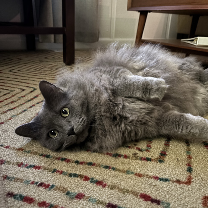 Vet Student Cat Sitter