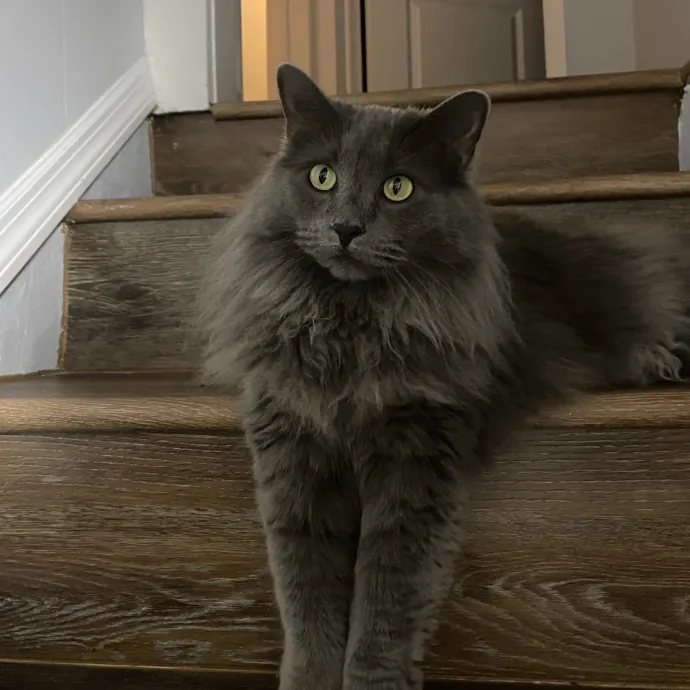 Vet Student Cat Sitter photo 2
