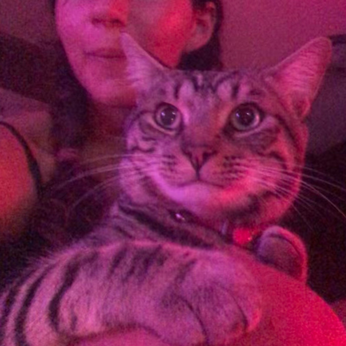Cat Whisperer