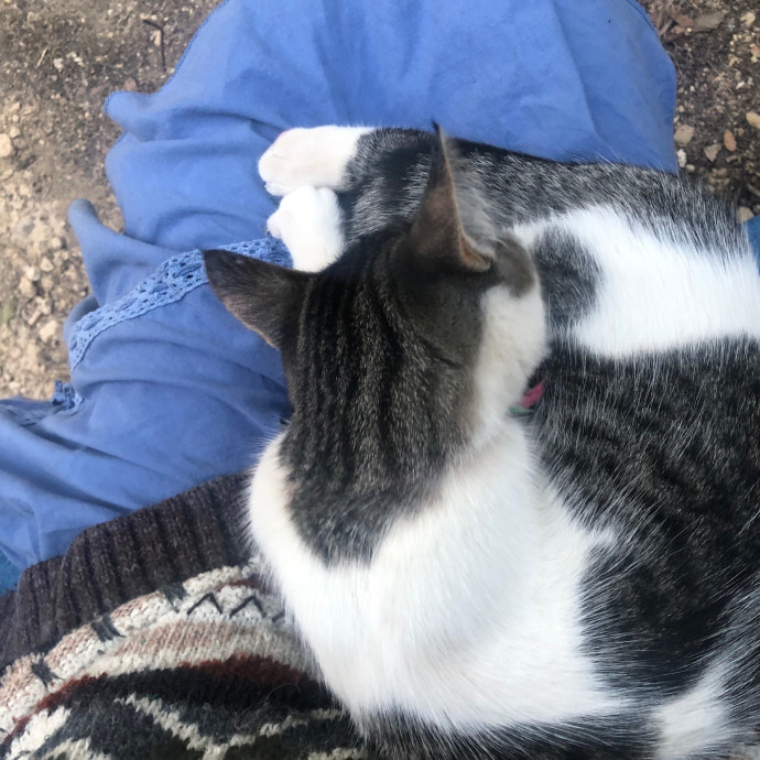 Cat Whisperer