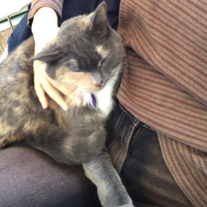 Cat Whisperer