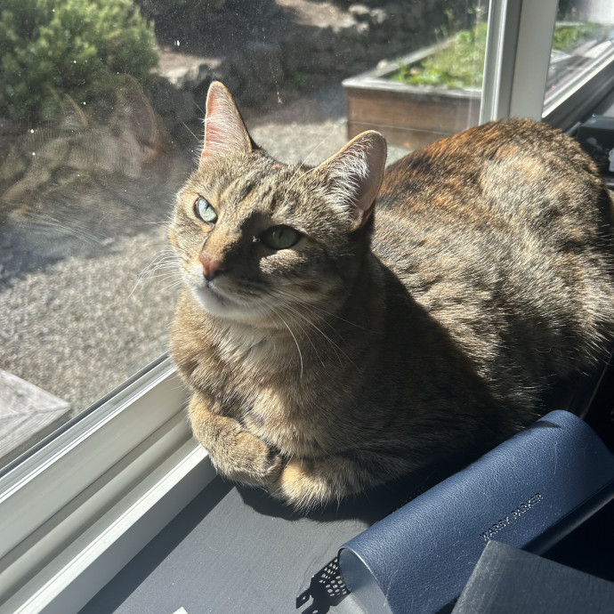 Cat Lover With 7 Years Of Experience