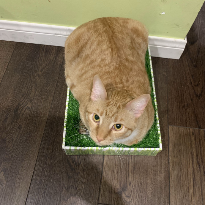 Cat Lover With 7 Years Of Experience