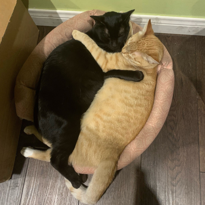 Cat Lover With 7 Years Of Experience
