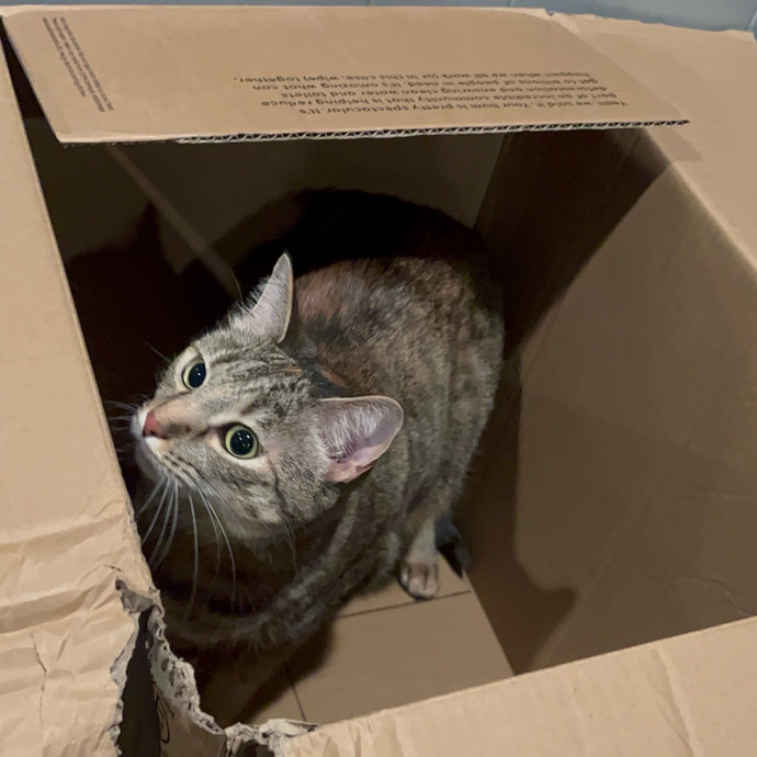 Cat Lover With 7 Years Of Experience photo 3