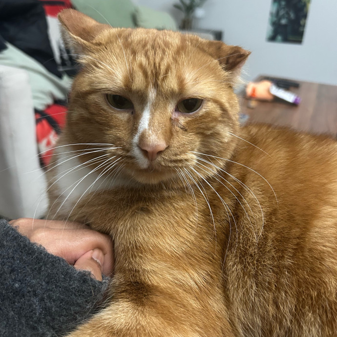 Cat Lover With 7 Years Of Experience photo 2