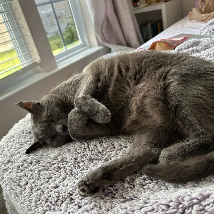 Olivia's Kitty Concierge