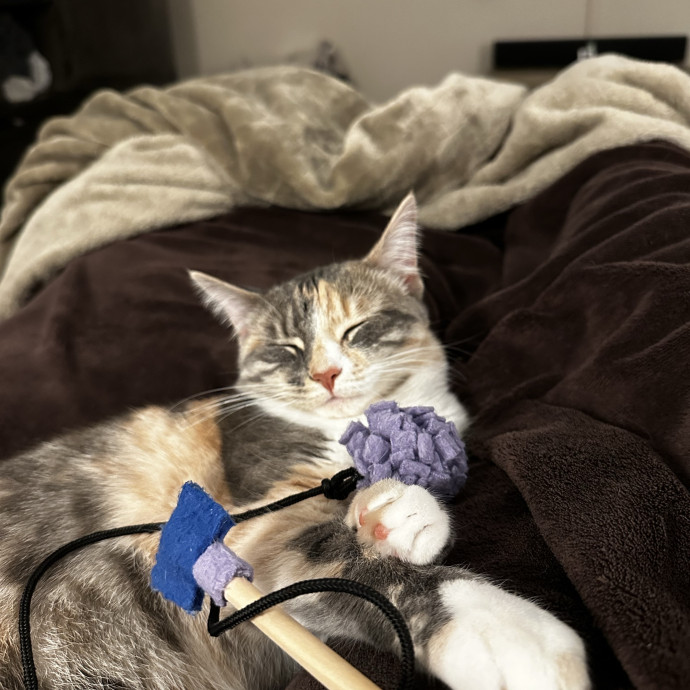Olivia's Kitty Concierge