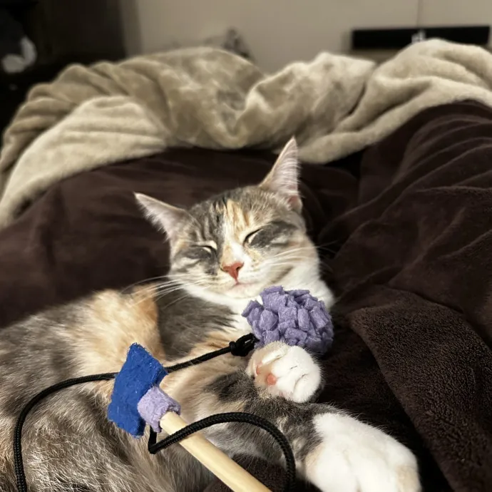 Olivia's Kitty Concierge