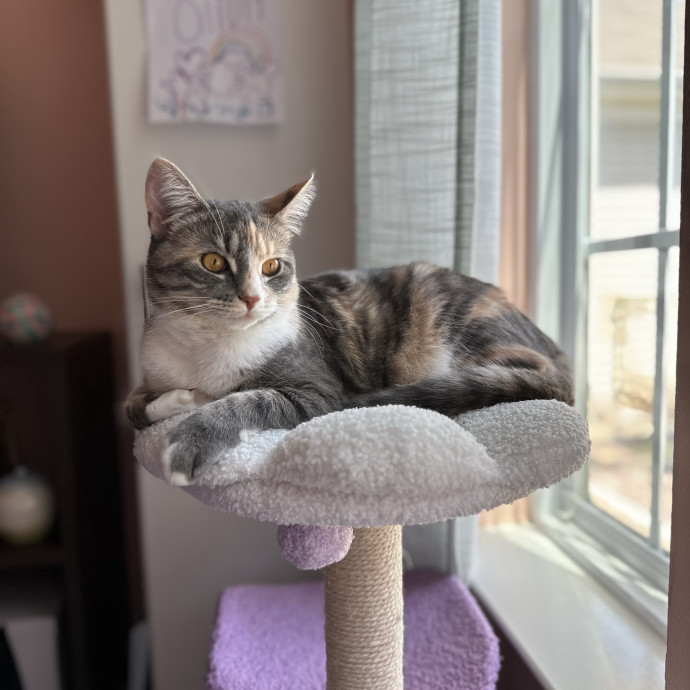 Olivia's Kitty Concierge