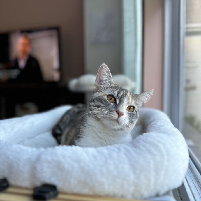 Olivia's Kitty Concierge
