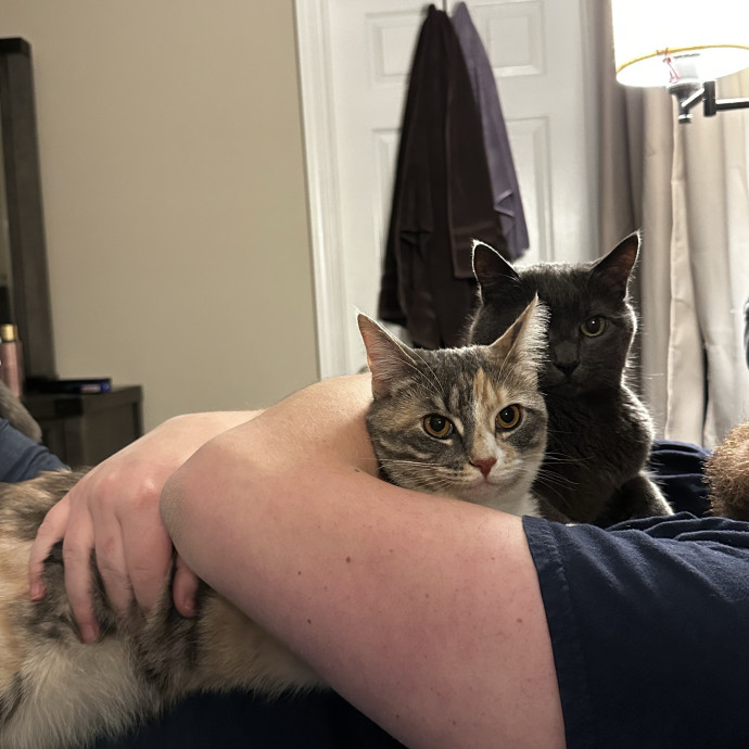Olivia's Kitty Concierge photo 3