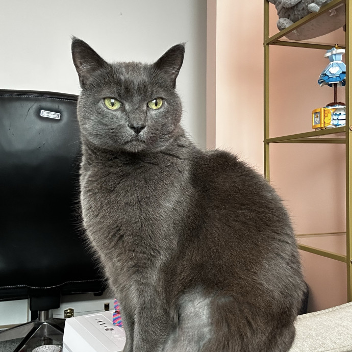Olivia's Kitty Concierge photo 2