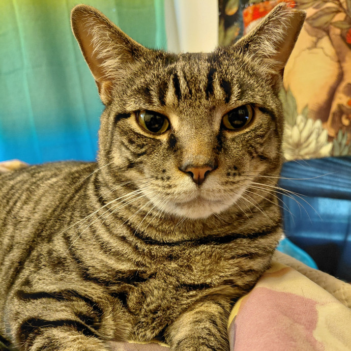 Spooky Samme's Cat Care photo 3