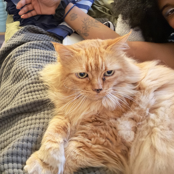 Muwazu's Calming Kitty Care