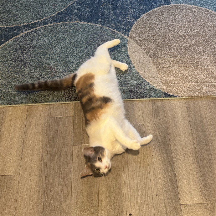 Muwazu's Calming Kitty Care